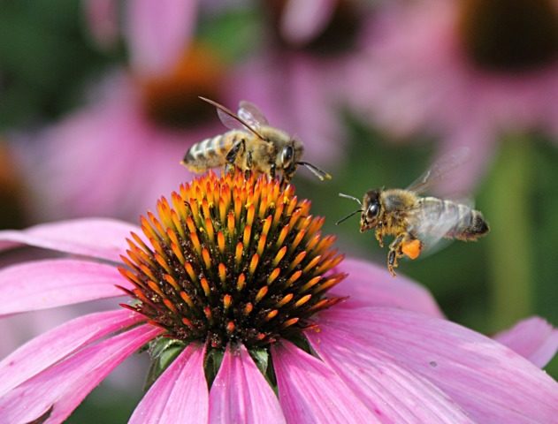 abeille-pollinisation-echinacee.jpg