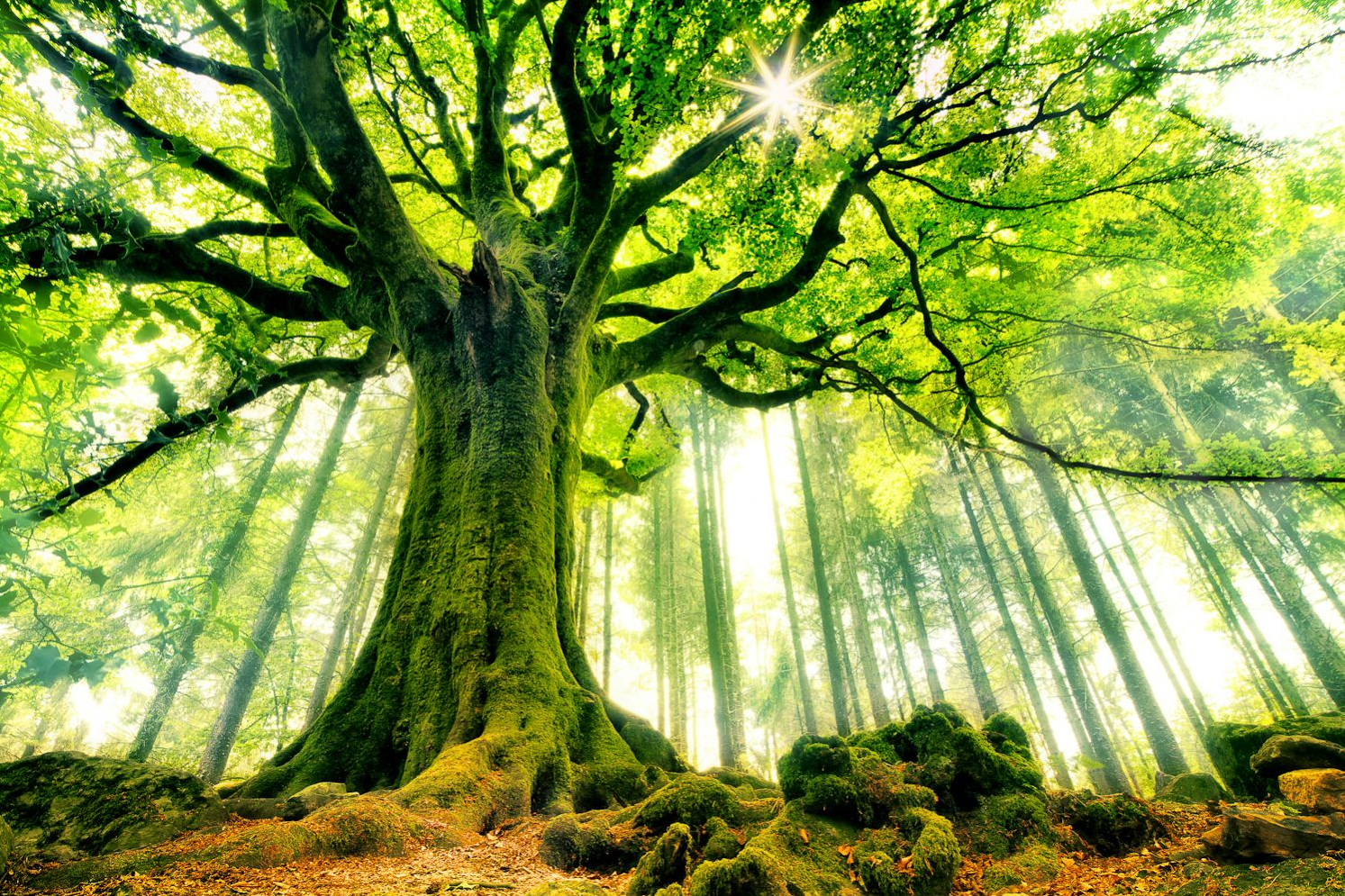les_plus_beaux_arbres_du_monde_hetre_de_ponthus.png