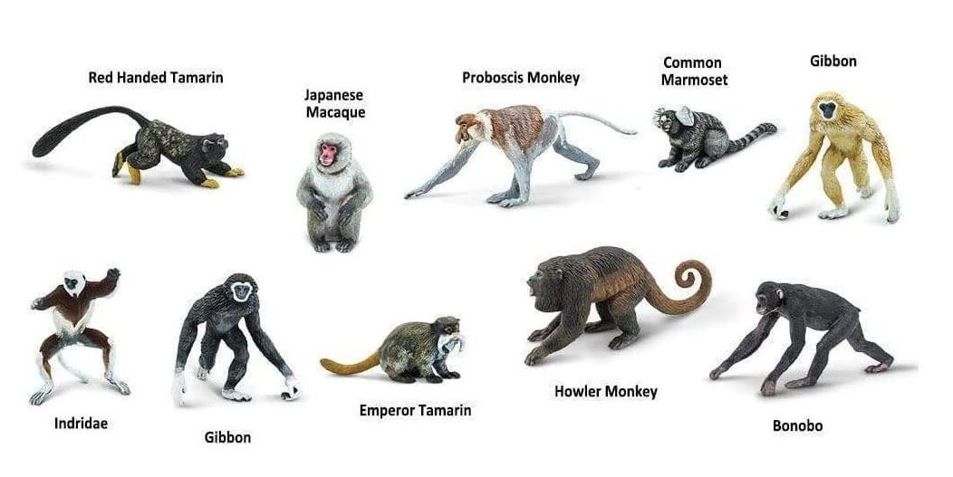 primates.JPG